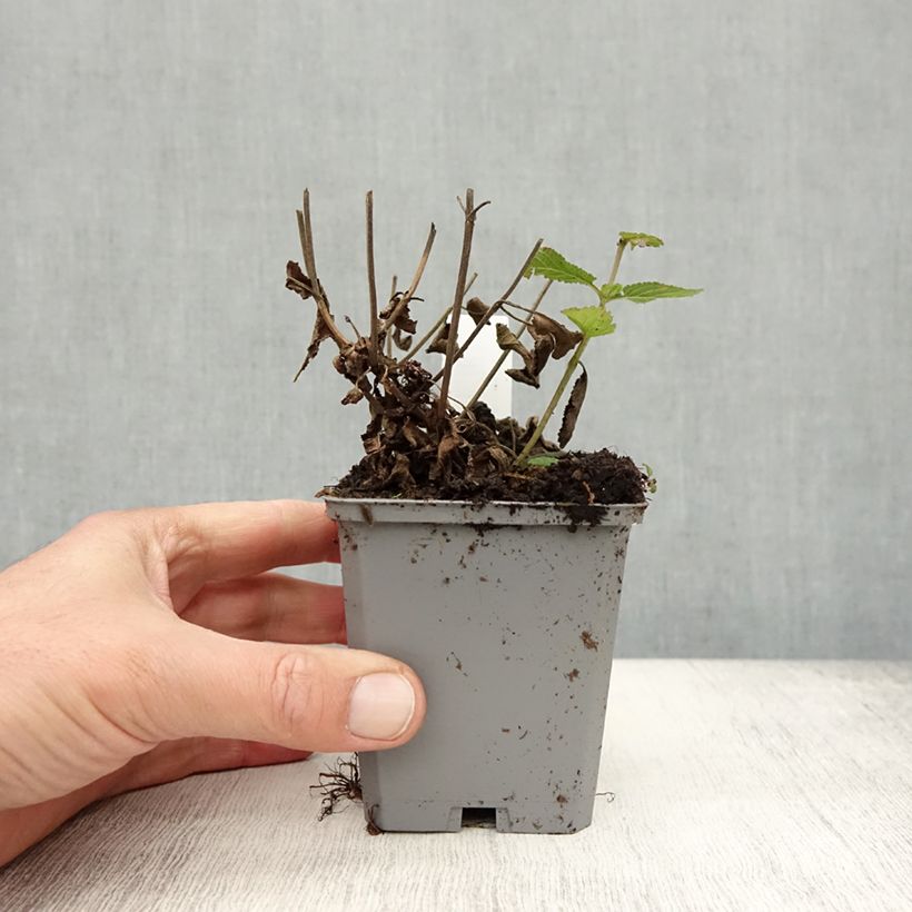 Exemplaar van Salvia nemorosa Caradonna Compact - Bossalie Kweekpotje van 8/9 cm zoals geleverd in de herfst