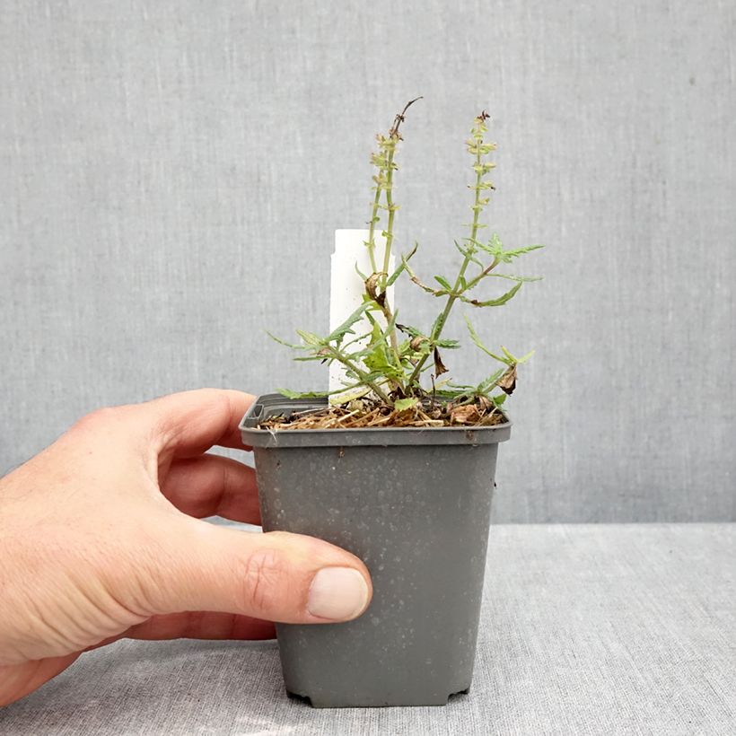 Exemplaar van Salvia nemorosa Feathers Flamingo Bocoffla - Bossalie Kweekpotje van 7/8 cm zoals geleverd in de herfst