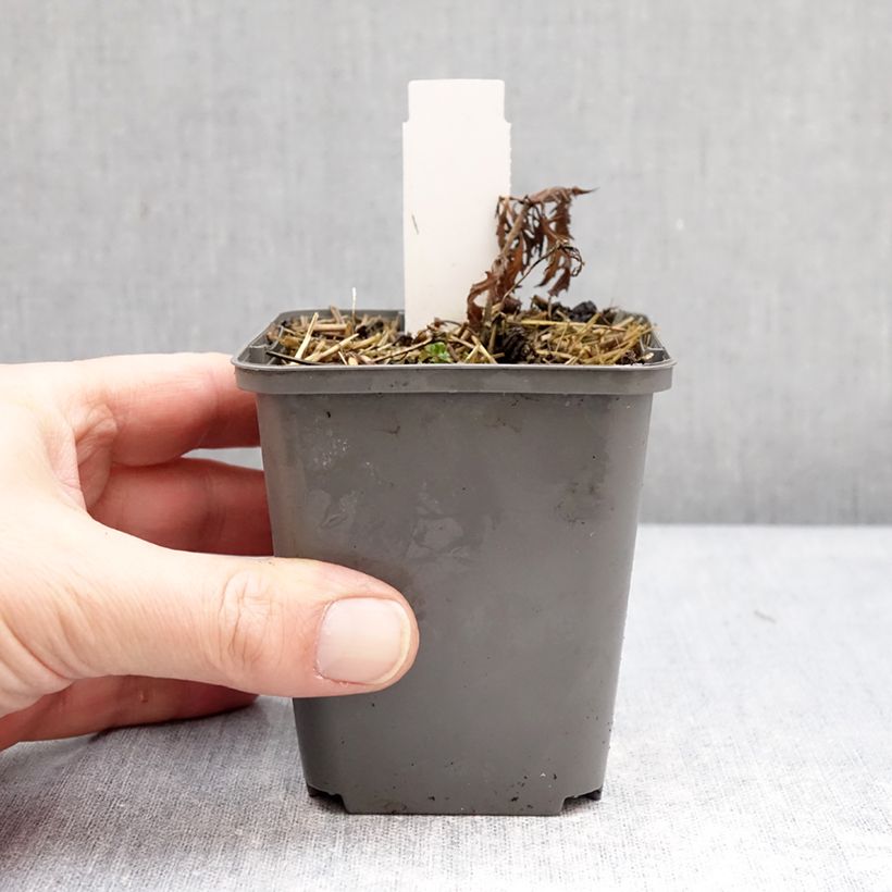 Exemplaar van Salvia nemorosa Feathers Flamingo Bocoffla - Bossalie Kweekpotje van 7/8 cm zoals geleverd in de winter