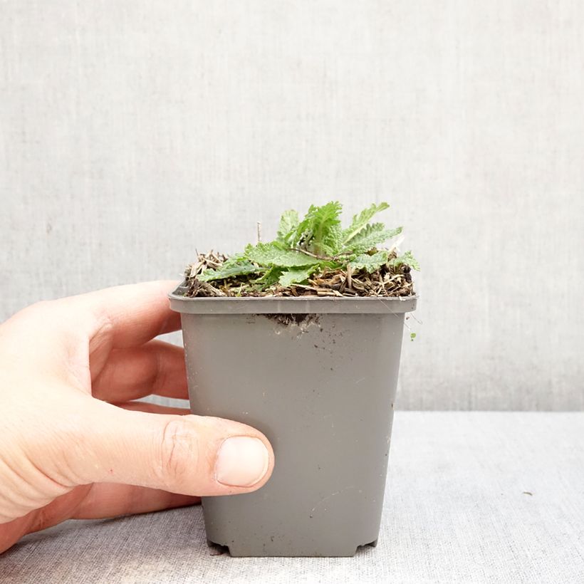 Exemplaar van Salvia nemorosa Feathers Flamingo Bocoffla - Bossalie Kweekpotje van 7/8 cm zoals geleverd in de lente