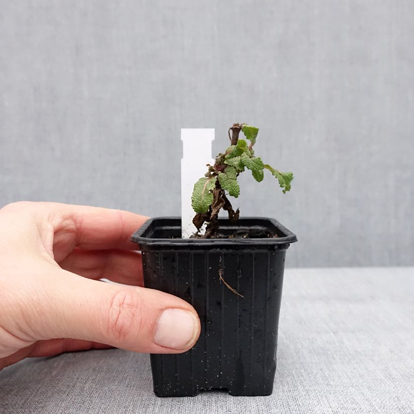 Exemplaar van Salvia sylvestris Katsjing - Bossalie Kweekpotje van 8/9 cm zoals geleverd in de winter