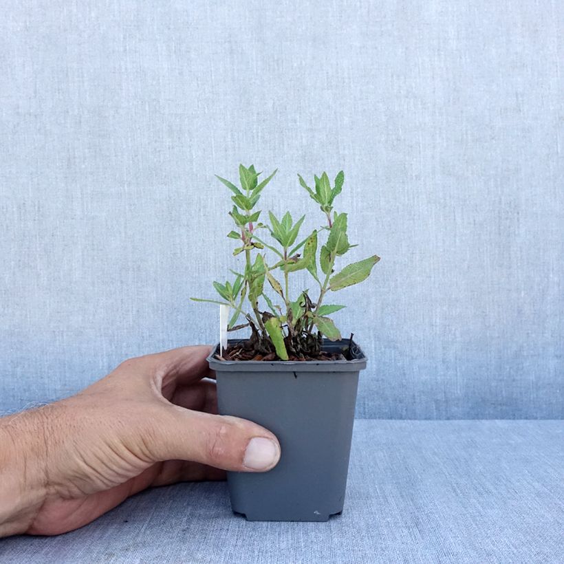 Exemplaar van Salvia nemorosa Lubecca - Bossalie Kweekpotje van 8/9 cm zoals geleverd in de zomer