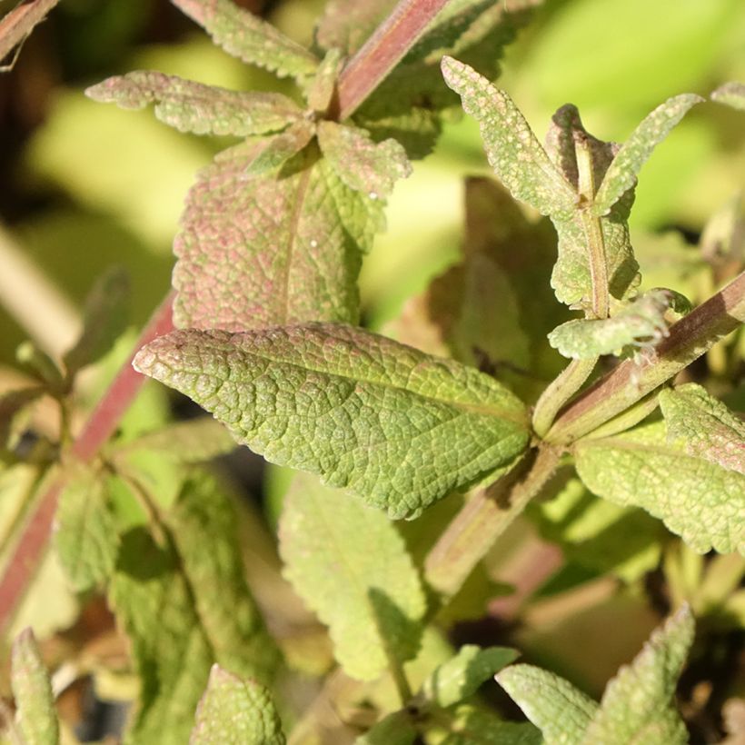 Salvia nemorosa Lyrical Rose - Bossalie (Blad)