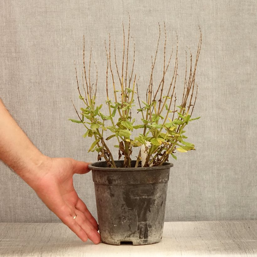 Exemplaar van Salvia nemorosa Lyrical Rose - Bossalie Pot van 2 l/3 l zoals geleverd in de zomer