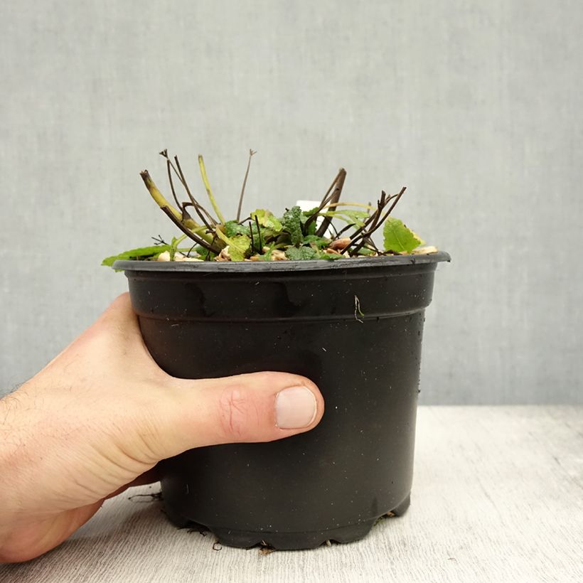 Exemplaar van Salvia nemorosa Mainacht - Bossalie Pot van 2 l/3 l zoals geleverd in de herfst