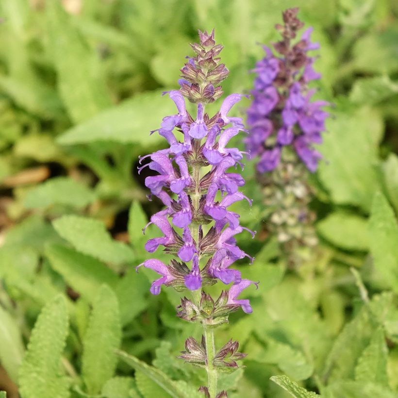 Salvia nemorosa Marcus Haeumanarc - Bossalie (Bloei)