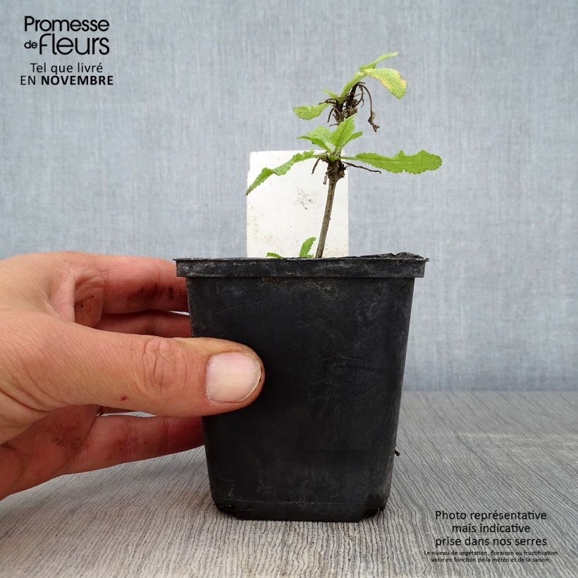 Exemplaar van Salvia nemorosa Marcus Haeumanarc - Sauge des bois Godet de 8/9 cm zoals geleverd in de herfst