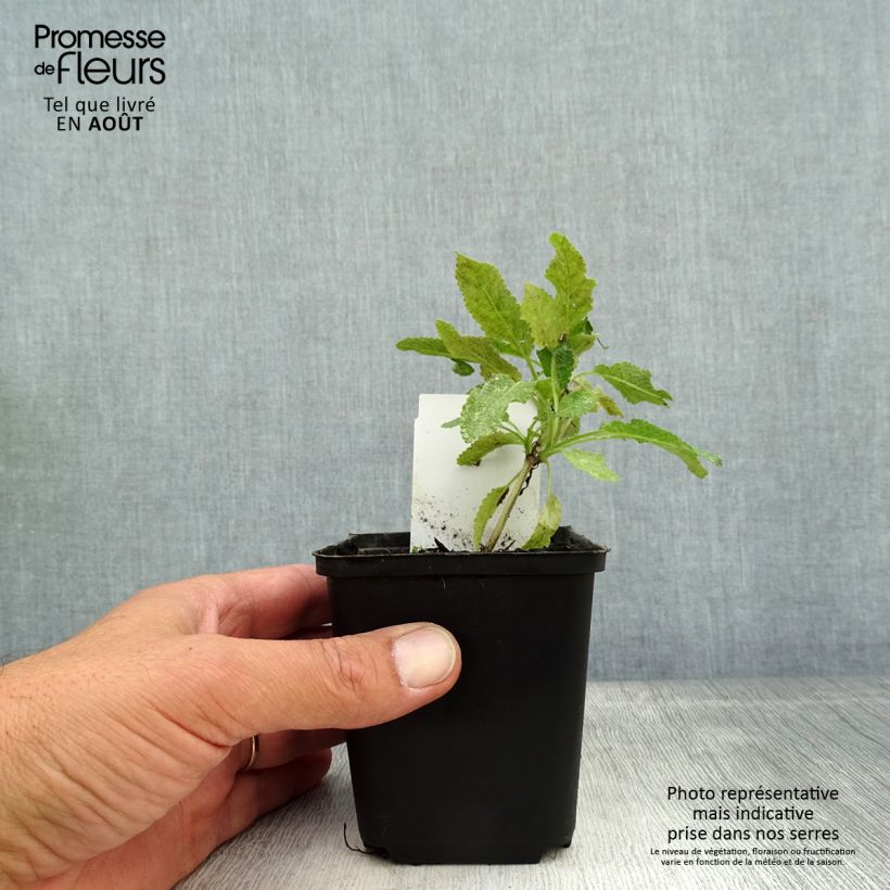 Exemplaar van Salvia nemorosa Marcus Haeumanarc - Bossalie Kweekpotje van 8/9 cm zoals geleverd in de zomer