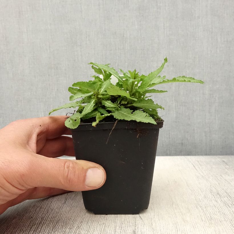 Exemplaar van Salvia nemorosa Marcus Haeumanarc - Bossalie Kweekpotje van 8/9 cm zoals geleverd in de lente