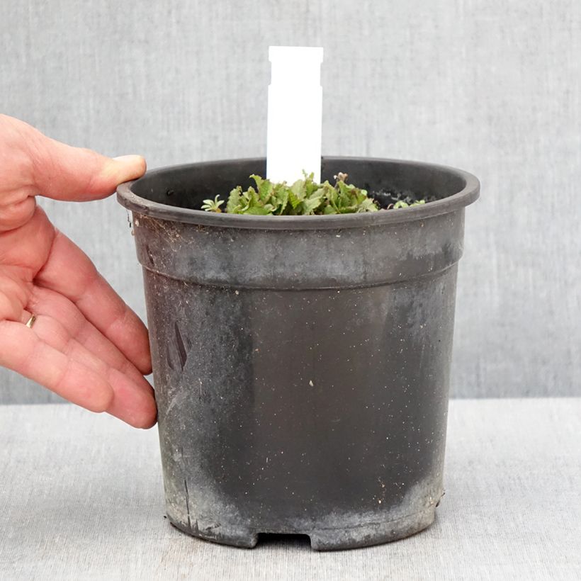 Exemplaar van Salvia nemorosa Marcus Haeumanarc - Bossalie Pot van 2 l/3 l zoals geleverd in de lente