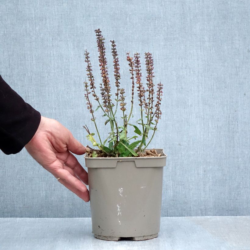 Exemplaar van Salvia nemorosa Midnight Rose - Bossalie Pot van 2 l/3 l zoals geleverd in de herfst