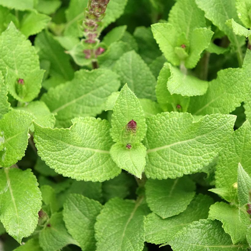 Salvia nemorosa Midnight Rose - Bossalie (Blad)