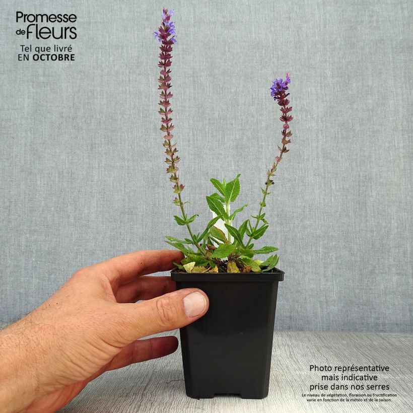 Exemplaar van Salvia nemorosa Ostfriesland - Bossalie Kweekpotje van 8/9 cm zoals geleverd in de herfst