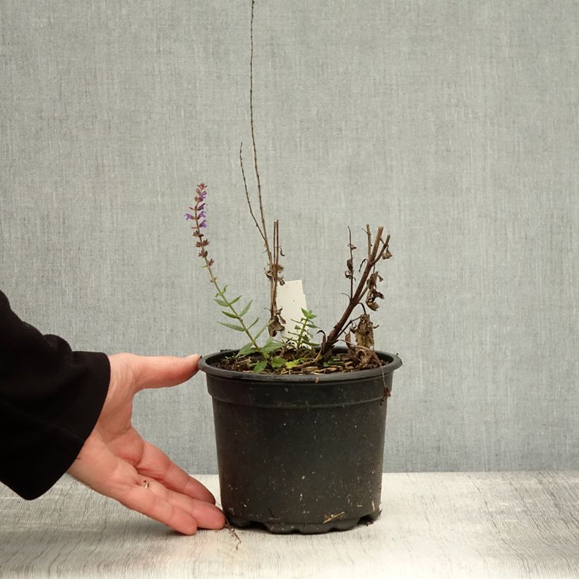 Exemplaar van Salvia nemorosa Ostfriesland - Bossalie Pot van 2 l/3 l zoals geleverd in de herfst