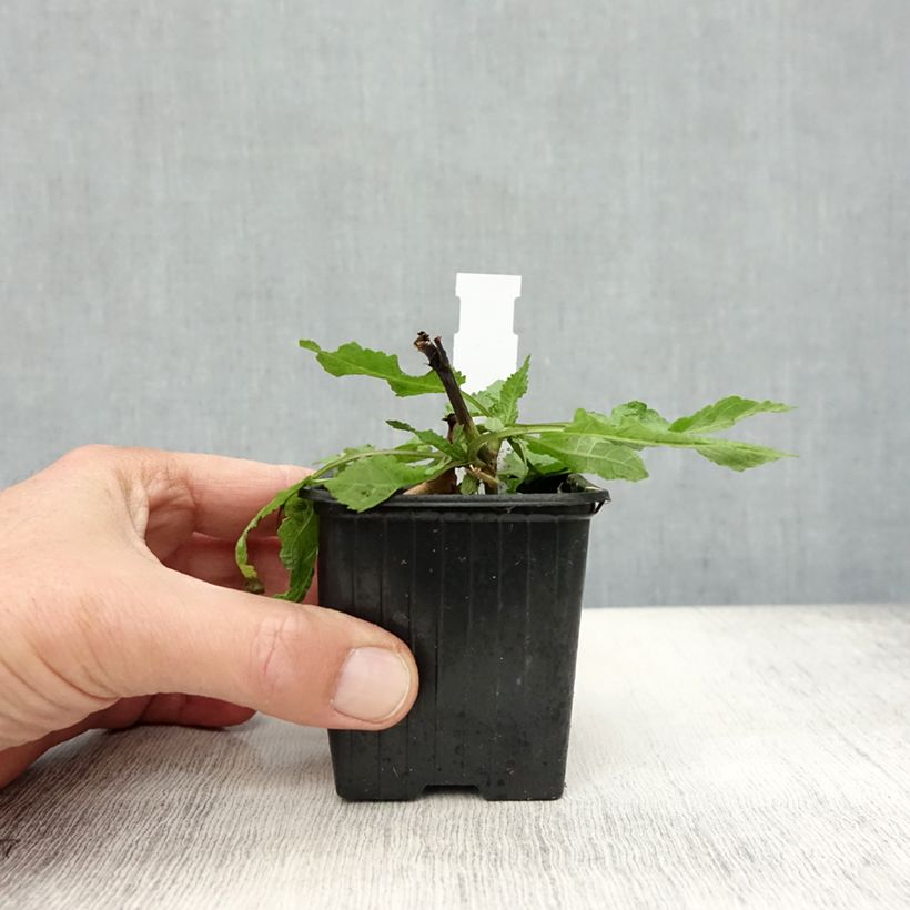 Exemplaar van Salvia nemorosa Rose Queen - Bossalie Kweekpotje van 8/9 cm zoals geleverd in de herfst