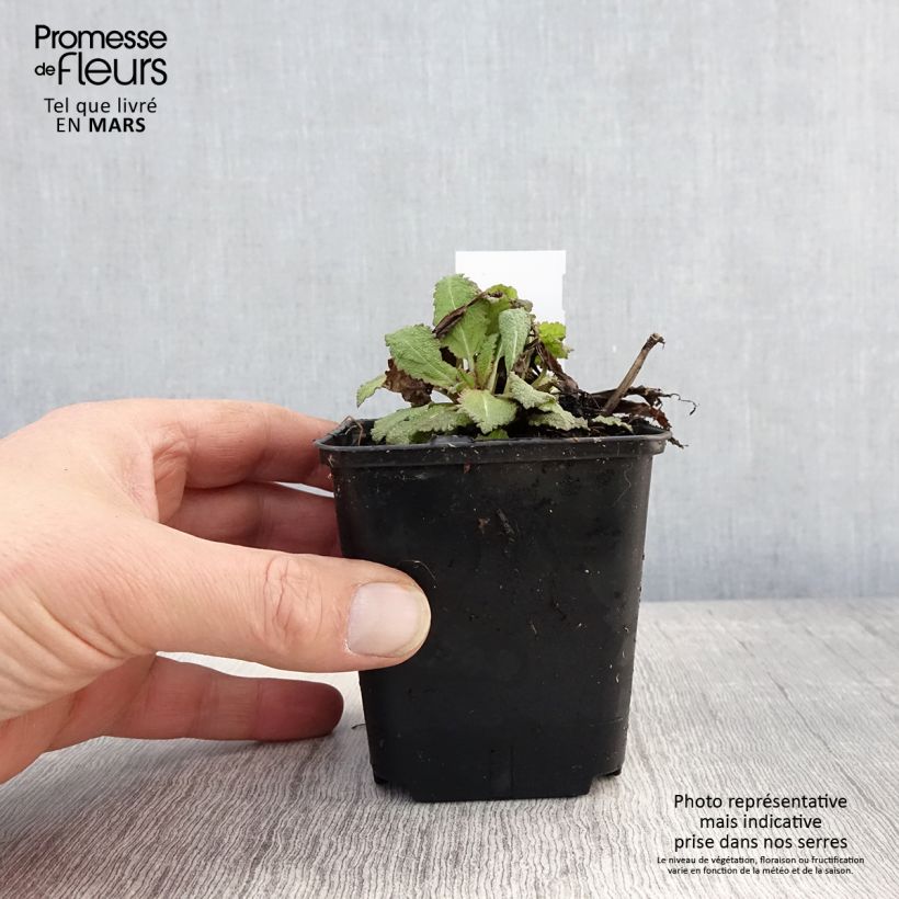 Exemplaar van Salvia nemorosa Rose Queen - Bossalie Kweekpotje van 8/9 cm zoals geleverd in de lente