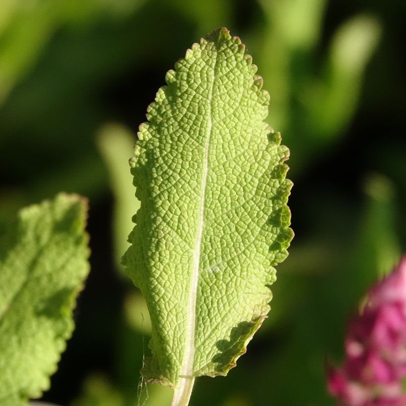Salvia nemorosa Rose Queen - Bossalie (Blad)
