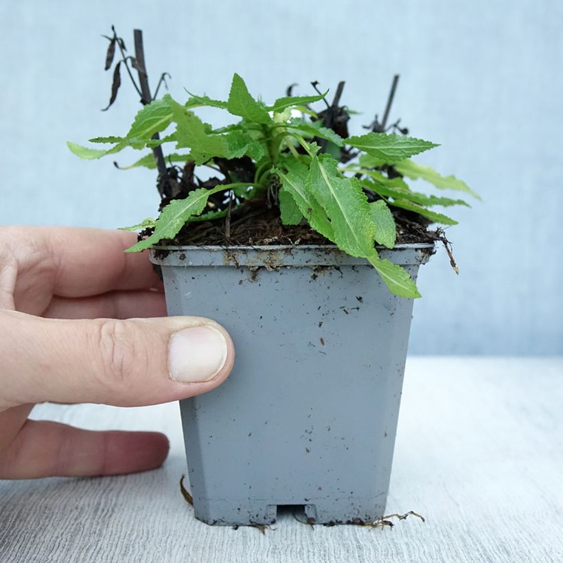 Exemplaar van Salvia nemorosa Salute White - Bossalie Kweekpotje van 8/9 cm zoals geleverd in de herfst