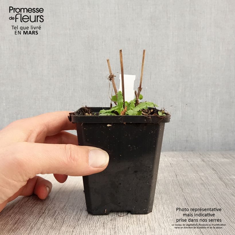 Exemplaar van Salvia nemorosa Salute White - Bossalie Kweekpotje van 8/9 cm zoals geleverd in de lente