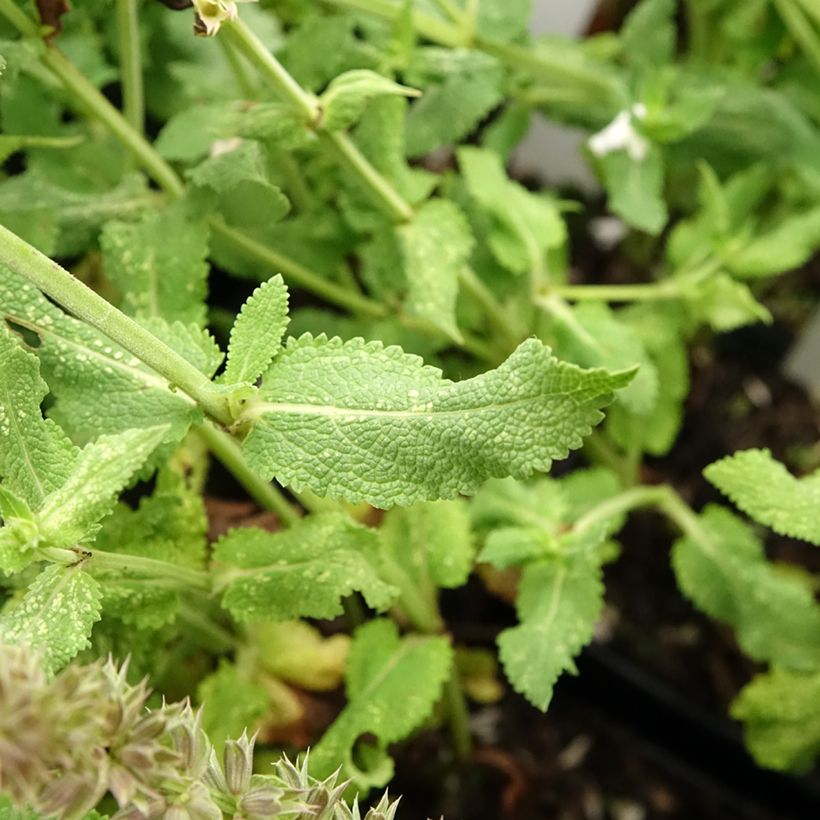 Salvia nemorosa Salute White - Bossalie (Blad)