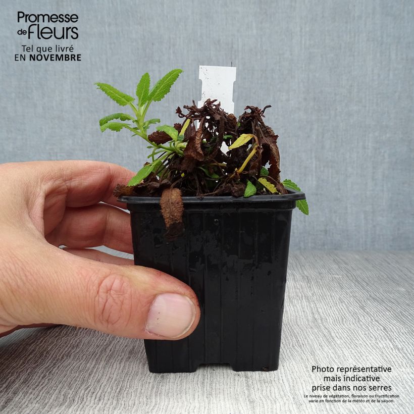 Exemplaar van Salvia nemorosa Schneehügel - Bossalie Kweekpotje van 8/9 cm zoals geleverd in de herfst