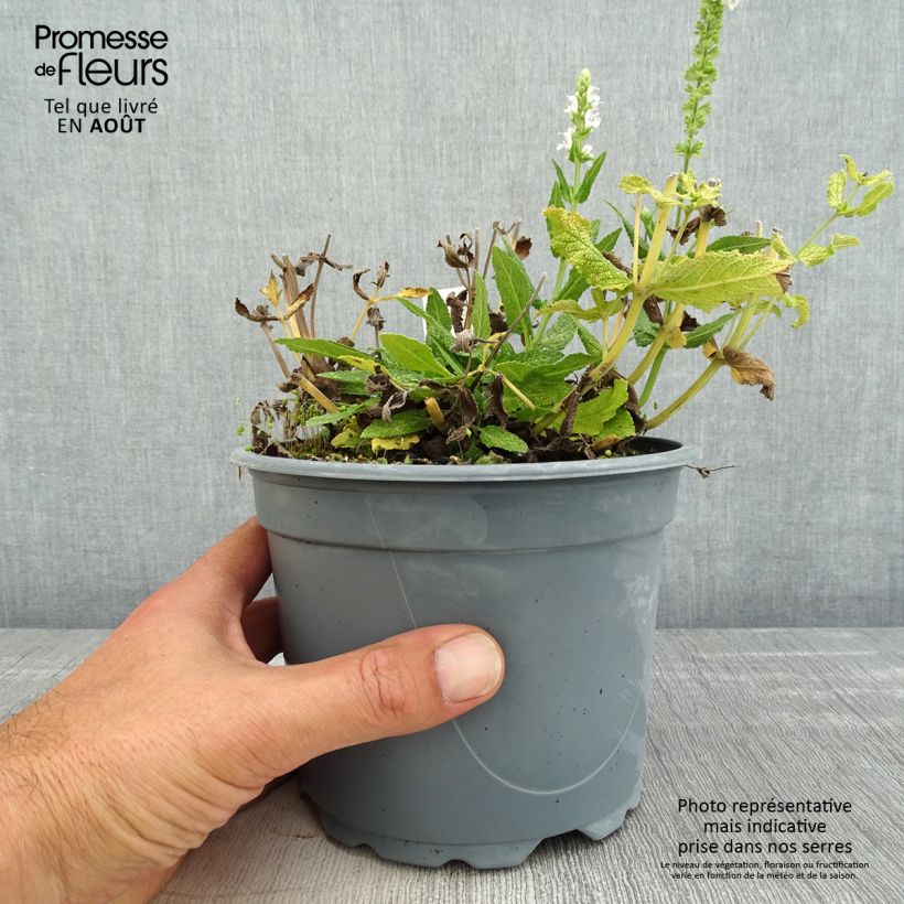 Exemplaar van Salvia nemorosa Schneehügel - Bossalie Pot van 2 l/3 l zoals geleverd in de zomer