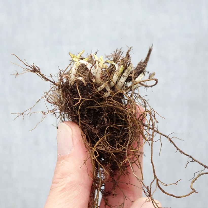 Exemplaar van Salvia nemorosa Schneehügel - Bossalie Naakte wortel zoals geleverd in de winter