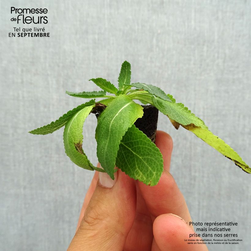 Exemplaar van Salvia nemorosa Sensation Deep Blue - Bossalie Mini-mot Ø 3/4 cm zoals geleverd in de herfst