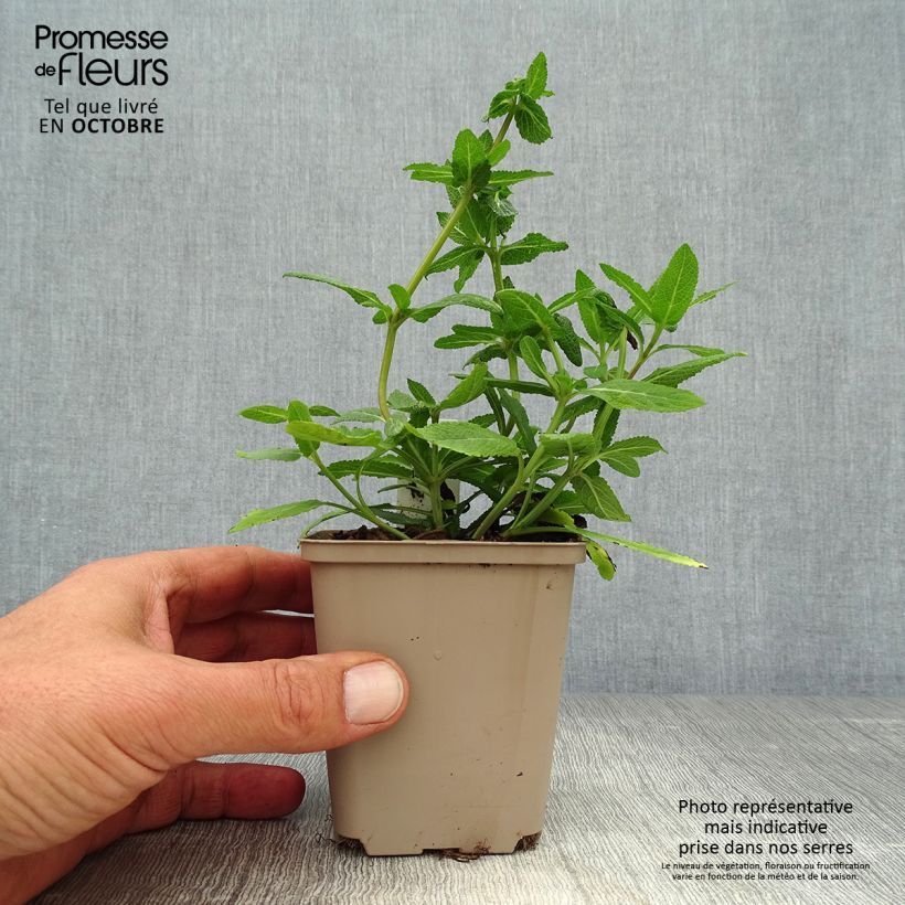 Exemplaar van Salvia nemorosa Sensation - Bossalie Kweekpotje van 8/9 cm zoals geleverd in de herfst