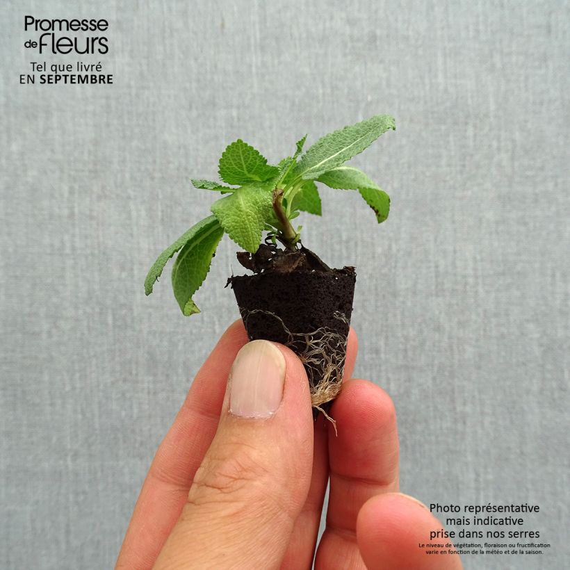 Exemplaar van Salvia nemorosa Sensation - Bossalie Mini-mot Ø 3/4 cm zoals geleverd in de herfst