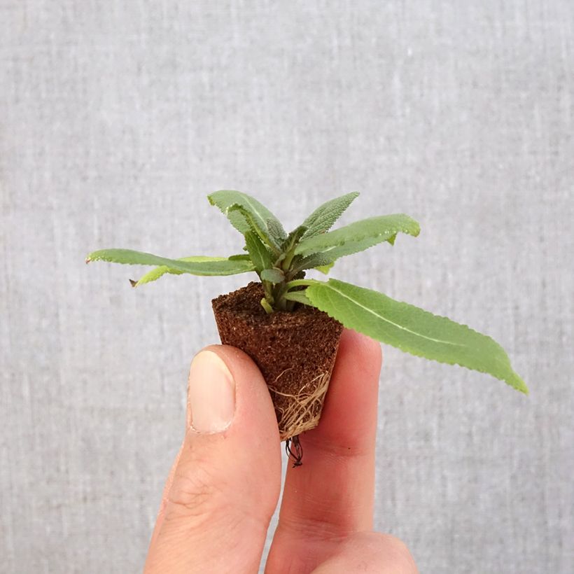 Exemplaar van Salvia nemorosa Sensation - Bossalie Mini-mot Ø 3/4 cm zoals geleverd in de lente