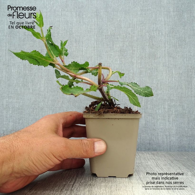 Exemplaar van Salvia nemorosa Serenade - Bossalie Kweekpotje van 8/9 cm zoals geleverd in de herfst