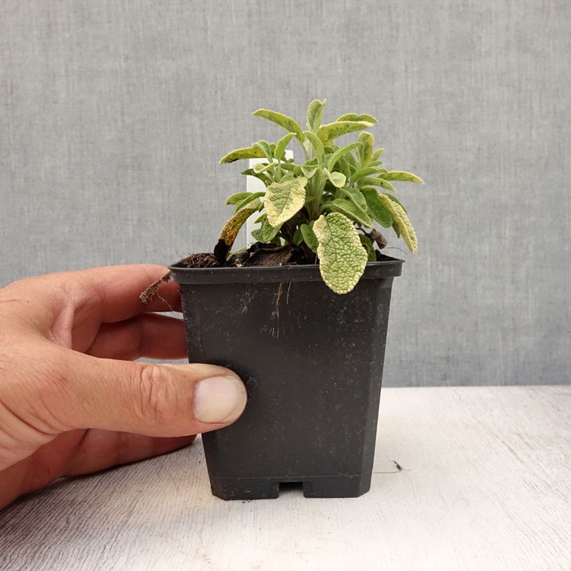 Exemplaar van Echte salie Icterina Kweekpotje van 8/9 cm zoals geleverd in de zomer