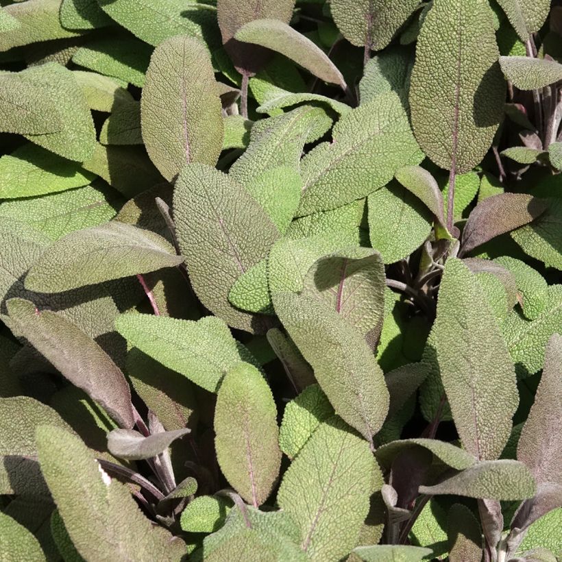 Salvia officinalis Purpurascens - Echte salie (Blad)
