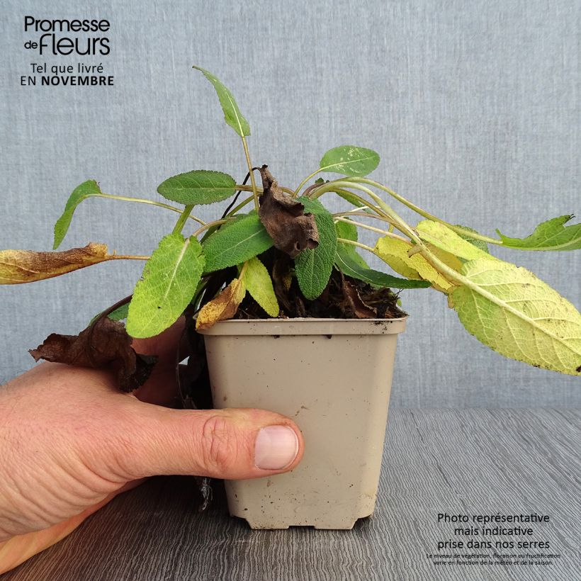 Exemplaar van Salvia pratensis Eveline - Veldsalie Kweekpotje van 8/9 cm zoals geleverd in de herfst