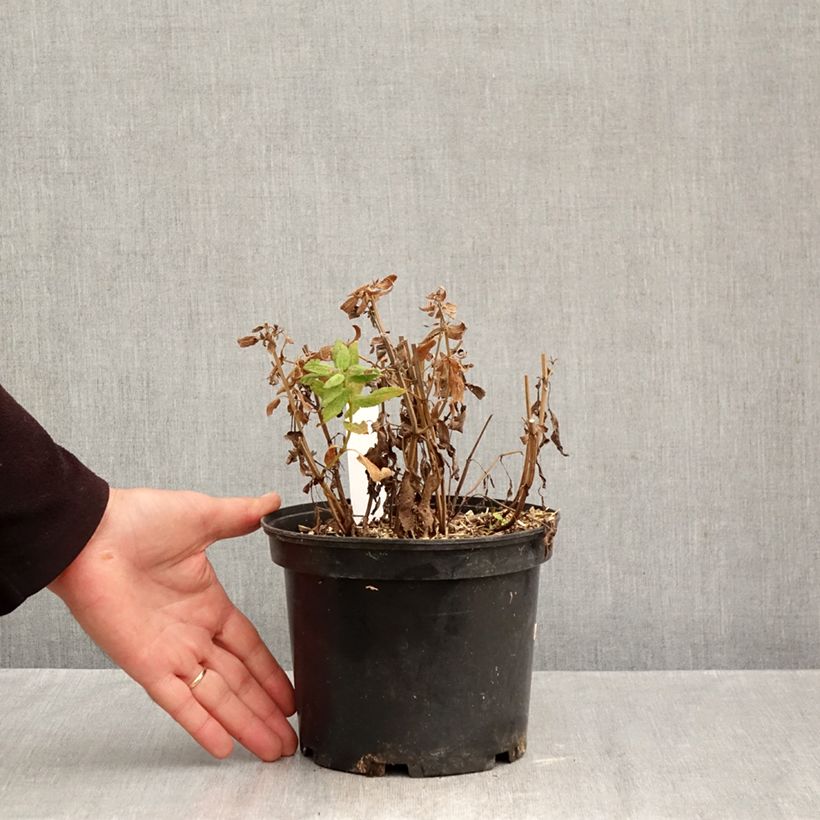 Exemplaar van Salvia pratensis Lyrical Blues - Veldsalie Pot van 2 l/3 l zoals geleverd in de herfst
