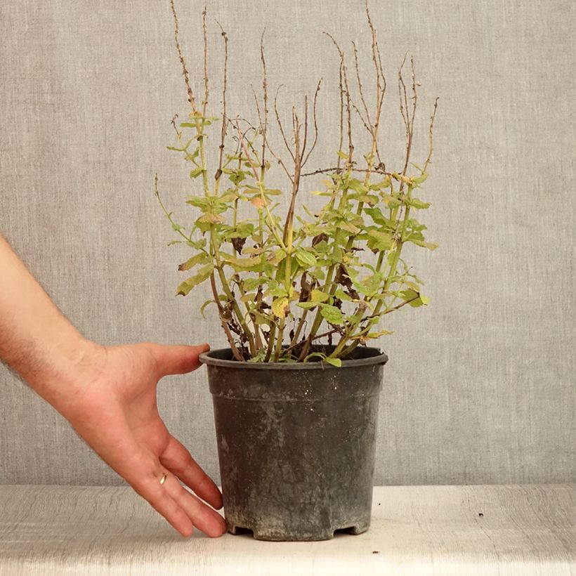 Exemplaar van Salvia pratensis Lyrical Blues - Veldsalie Pot van 2 l/3 l zoals geleverd in de zomer
