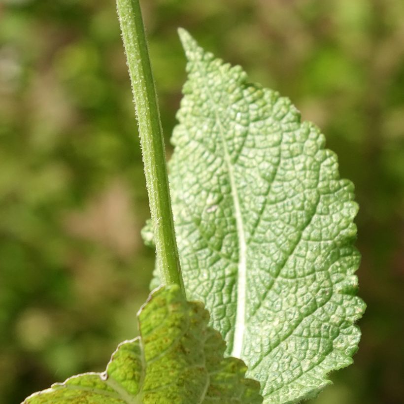 Salvia pratensis Madeline - Veldsalie (Blad)