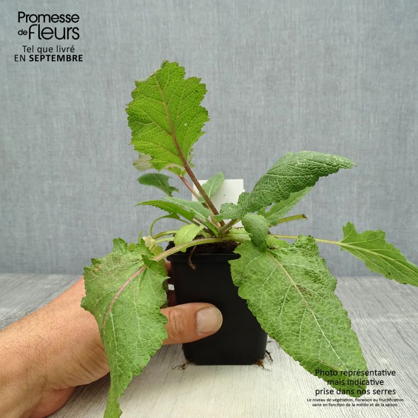 Exemplaar van Salvia pratensis Rose Rhapsody - Veldsalie Kweekpotje van 8/9 cm zoals geleverd in de herfst
