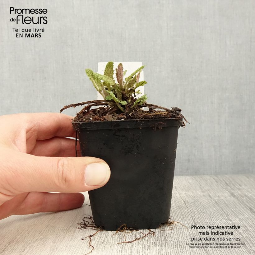 Exemplaar van Salvia pratensis Rose Rhapsody - Veldsalie Kweekpotje van 8/9 cm zoals geleverd in de lente