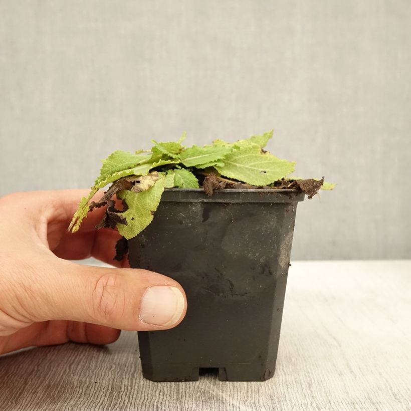 Exemplaar van Salvia pratensis Sky Dance - Veldsalie Kweekpotje van 8/9 cm zoals geleverd in de herfst