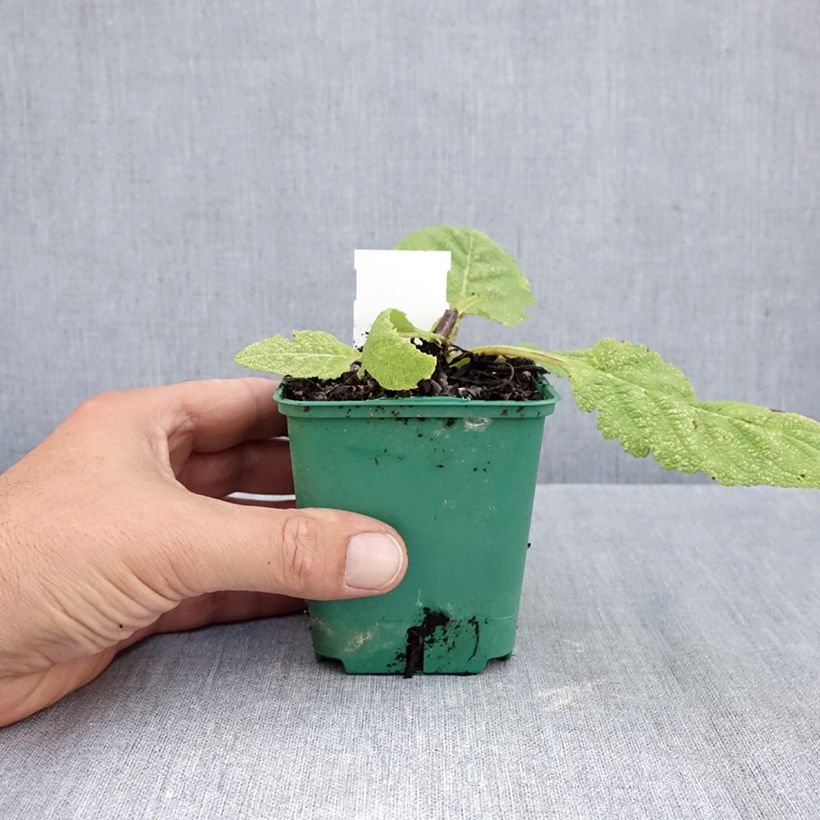 Exemplaar van Salvia pratensis Swan Lake - Veldsalie Kweekpotje van 8/9 cm zoals geleverd in de herfst