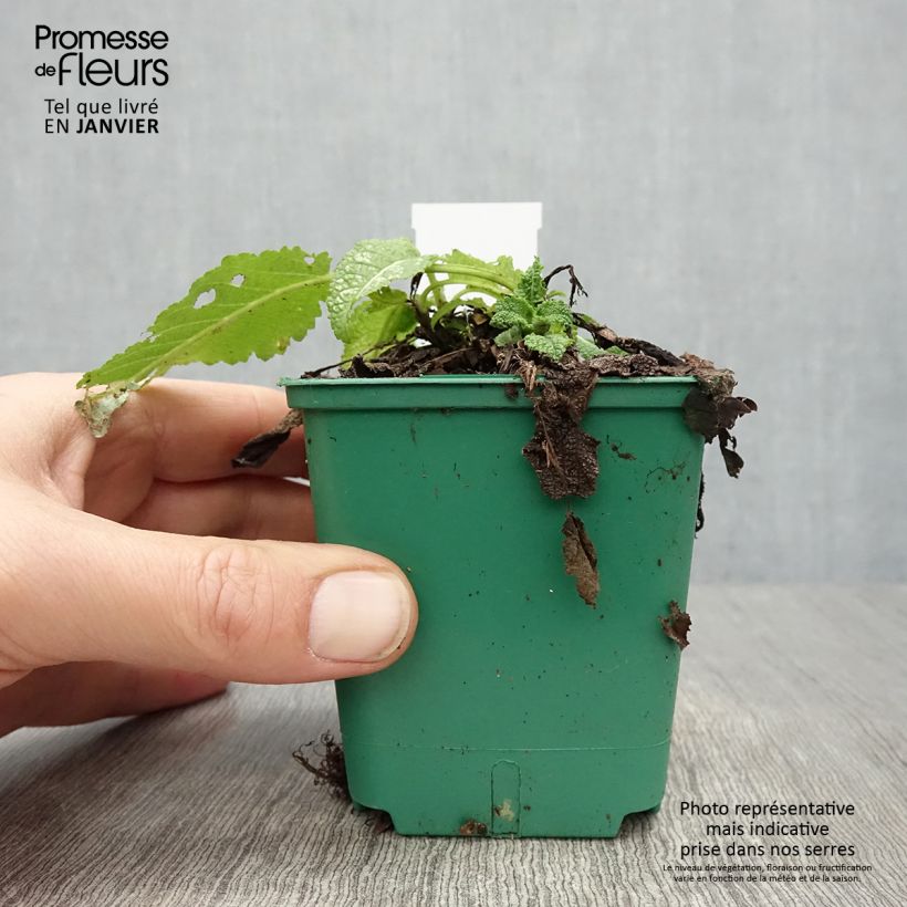 Exemplaar van Salvia pratensis Swan Lake - Sauge des près Godet de 8/9 cm zoals geleverd in de winter