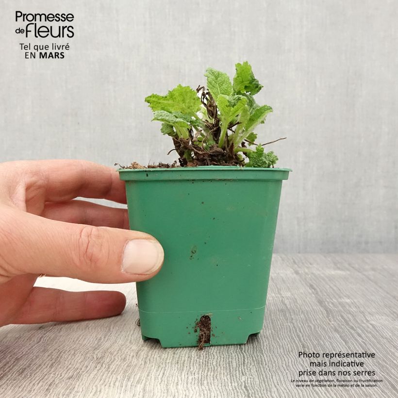 Exemplaar van Salvia pratensis Swan Lake - Veldsalie Kweekpotje van 8/9 cm zoals geleverd in de lente