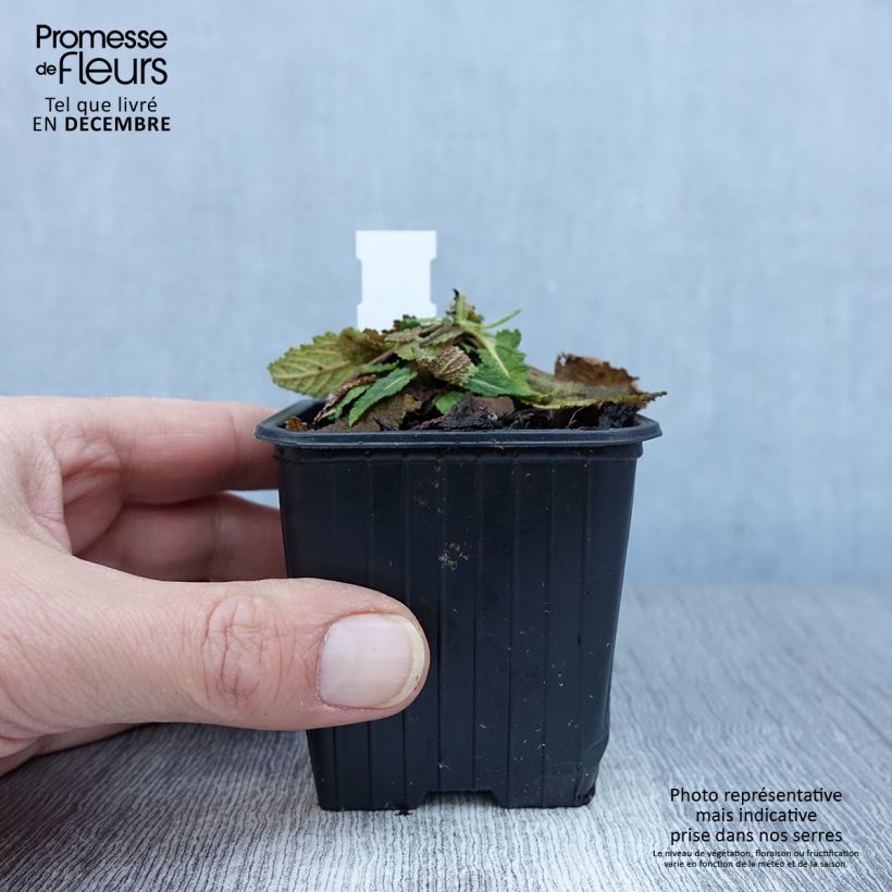 Exemplaar van Salvia pratensis Vanity Flair - Veldsalie Kweekpotje van 8/9 cm zoals geleverd in de herfst