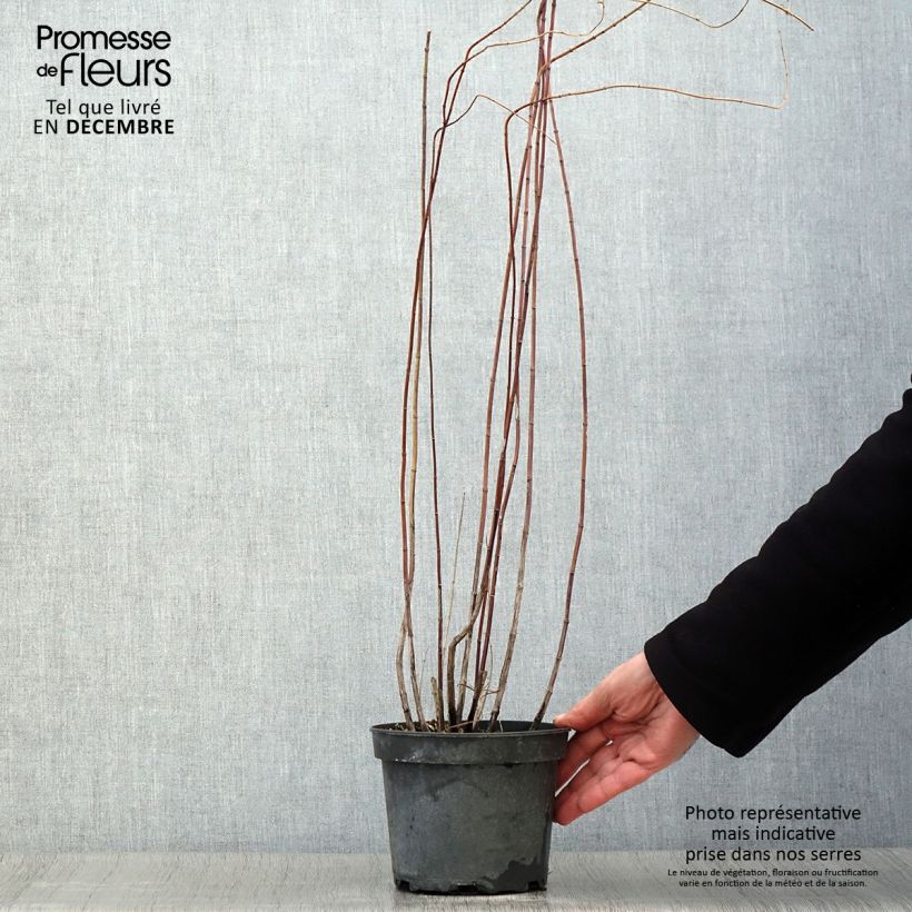Exemplaar van Salvia reptans West Texas form - Salie Pot van 2 l/3 l zoals geleverd in de herfst