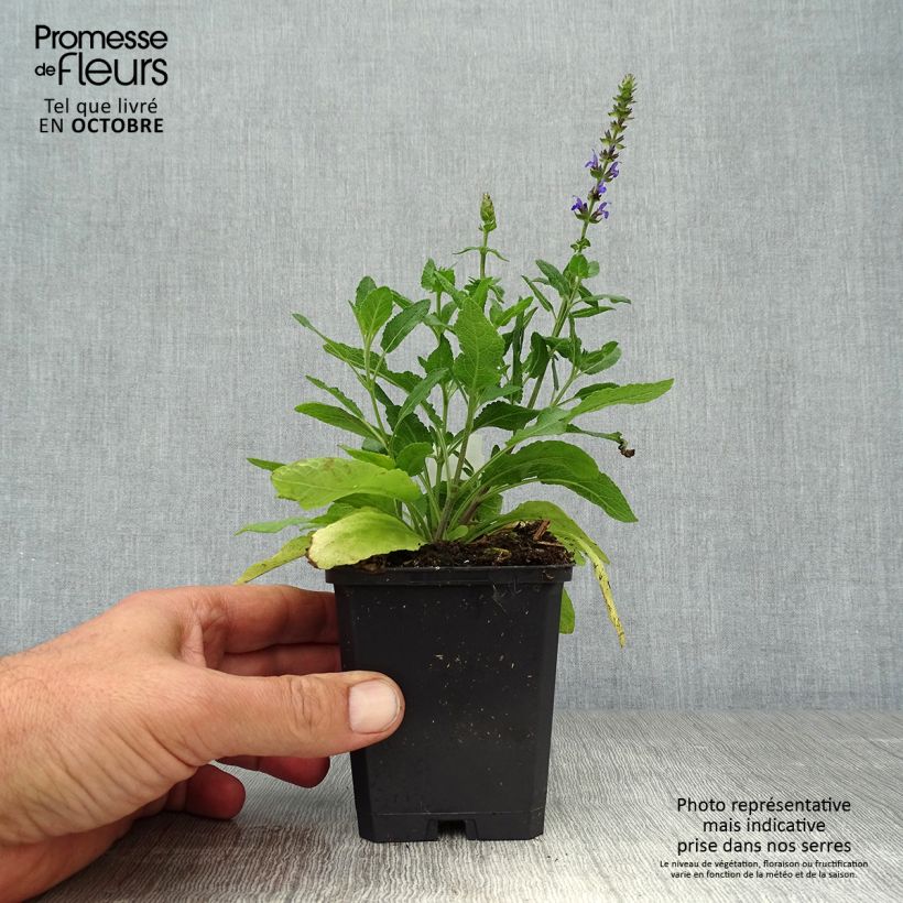 Exemplaar van Salvia superba Reine Bleue - Bossalie Kweekpotje van 8/9 cm zoals geleverd in de herfst