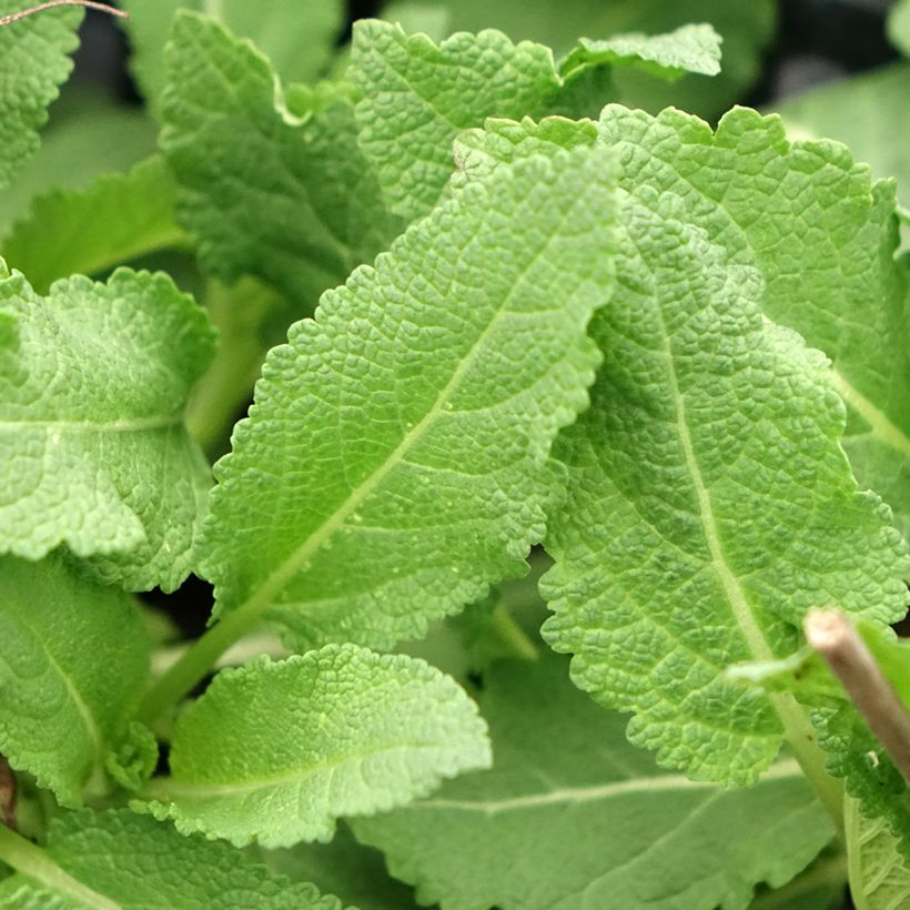 Salvia superba Reine Rose - Bossalie (Blad)