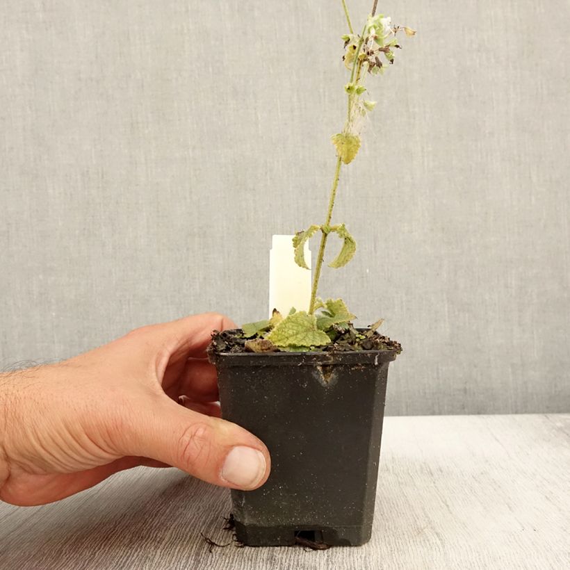 Exemplaar van Salvia verticillata Alba - Kranssalie Kweekpotje van 8/9 cm zoals geleverd in de herfst