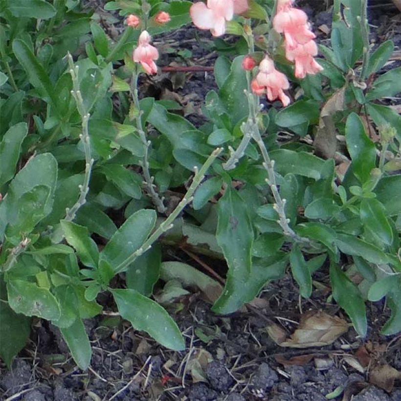Salvia jamensis California Sunset - Struiksalie (Blad)